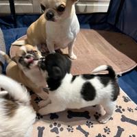 Chihuahua con pedigree Enci