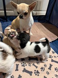 Chihuahua con pedigree Enci