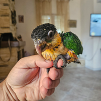 Caicco testa nera