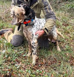 cani setter tutta caccia 