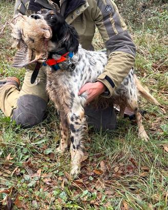 cani setter tutta caccia 