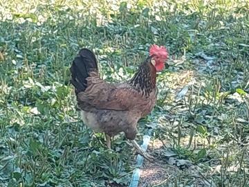 Galline razza morozzo