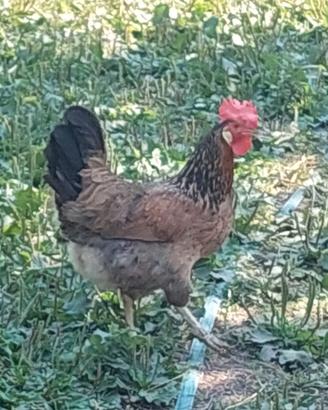 Galline razza morozzo