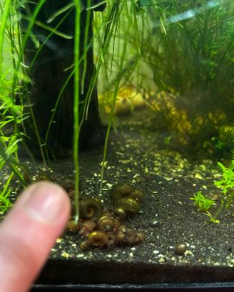 Planorbarius