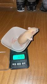 Rattini da compagnia