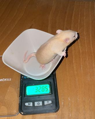 Rattini da compagnia