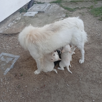 Cuccioli di Samoiedo
