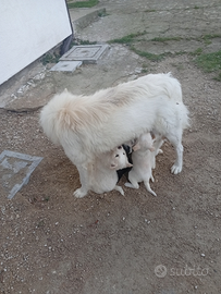Cuccioli di Samoiedo