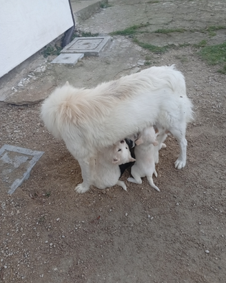 Cuccioli di Samoiedo