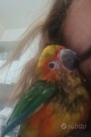 Pappagalli conuri del sole parlanti
