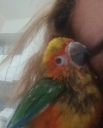 Pappagalli conuri del sole parlanti