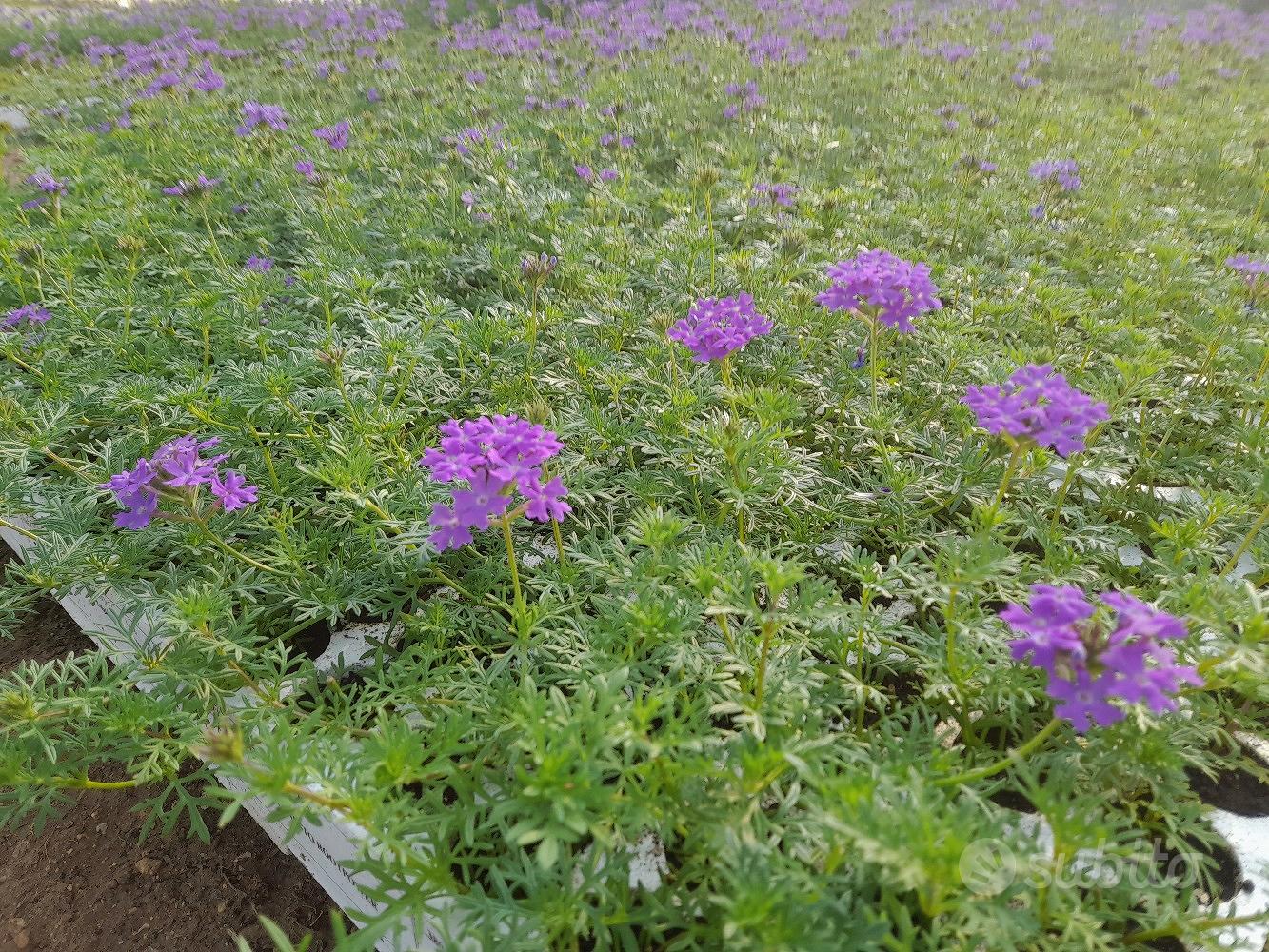 Verbena hibrida, lippia nodiflora - Giardino e Fai da te In vendita a ...