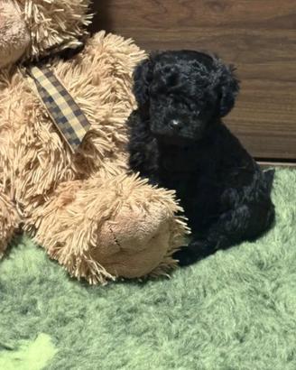 Barboncino Toy Total Black Maschio