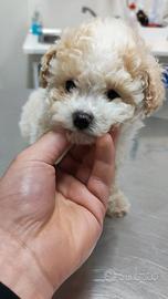 Cucciolo di barboncino toy