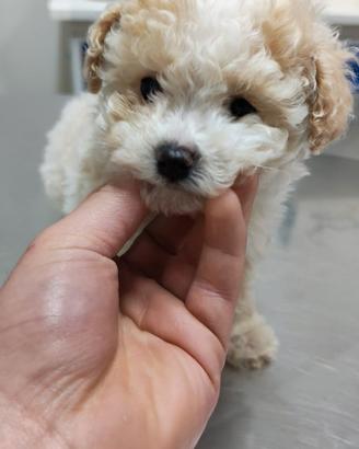 Cucciolo di barboncino toy