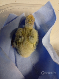 Pulli di inseparabili roseicollis