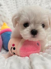 Maltese cucciolo