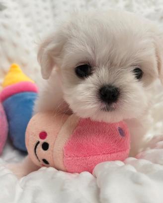 Maltese cucciolo