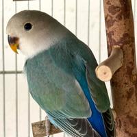 Inseparabili Roseicollis Blu - Allevati a Mano