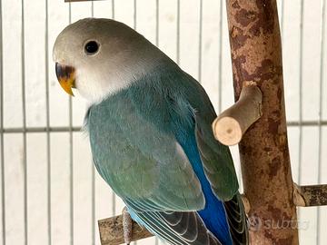 Inseparabili Roseicollis Blu - Allevati a Mano