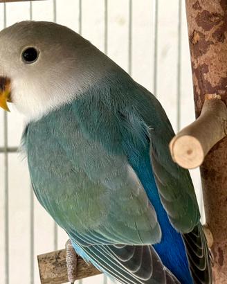 Inseparabili Roseicollis Blu - Allevati a Mano