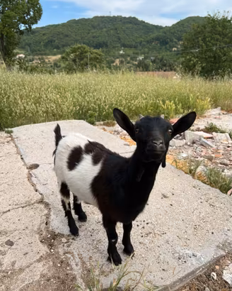 Caprette nane tibetane
