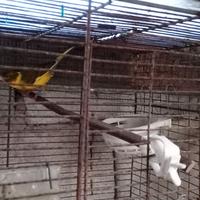 Coppie di canarini riproduttive