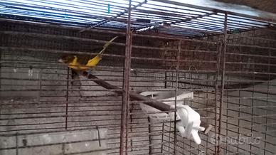 Coppie di canarini riproduttive