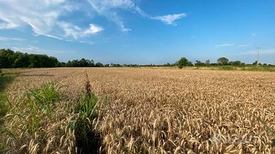 Terreno agricolo