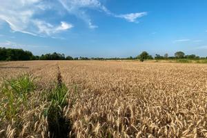 Terreno agricolo