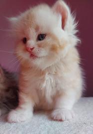 Cuccioli di gatto Siberiano Certificati
