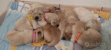 Cuccioli di Golden Retriever con Pedigree ENCI
