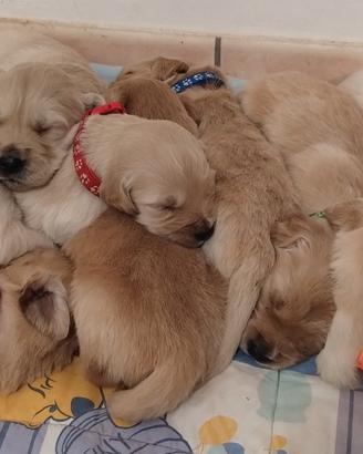 Cuccioli di Golden Retriever con Pedigree ENCI