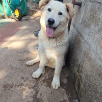 Magnifico cucciolo taglia grande