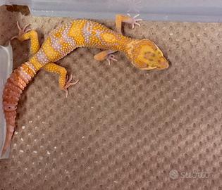 Geco Leopardino