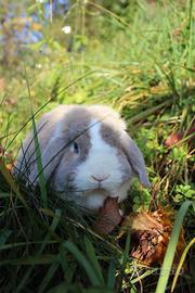 Coniglio nano minilop