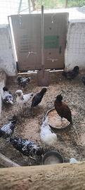Galline padovane