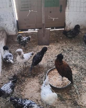 Galline padovane