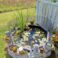 Laghetto - Mini Pond 