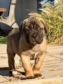 Cucciolo cane corso