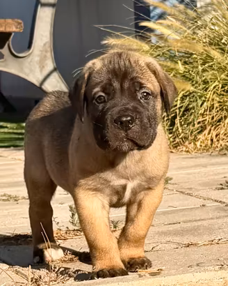 Cucciolo cane corso