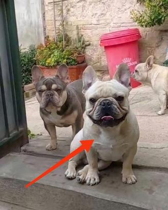 Bulldog Francesce