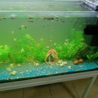 Endler e Guppy compreso acquario