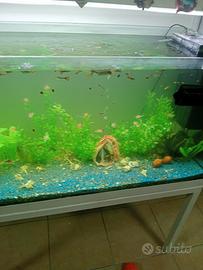 Endler e Guppy compreso acquario