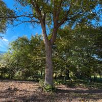 Alberi di noce per ricavo tavolame