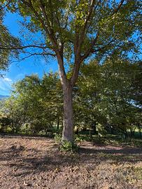 Alberi di noce per ricavo tavolame