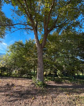 Alberi di noce per ricavo tavolame
