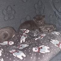 Gattini british shorthair blu