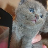 Scottish e shorthair