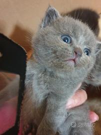 Scottish e shorthair